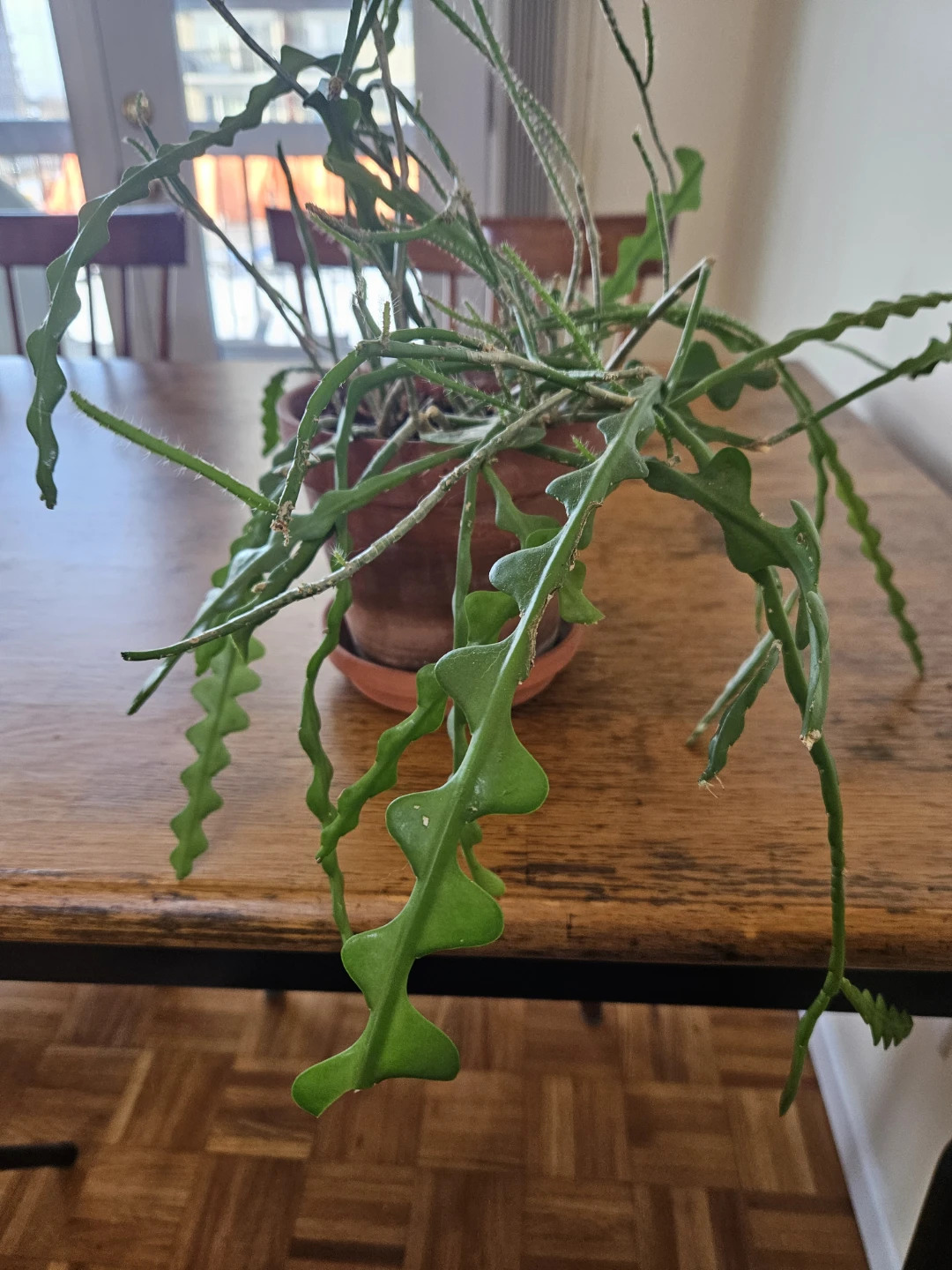 Ric Rac Cactus Plant in 6 inch Terra Cotta Pot 🧡 - photo 2