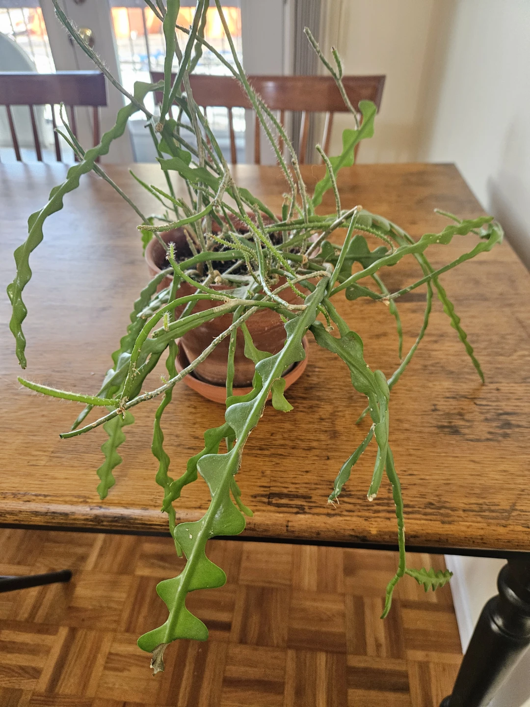 Ric Rac Cactus Plant in 6 inch Terra Cotta Pot 🧡 - photo 3