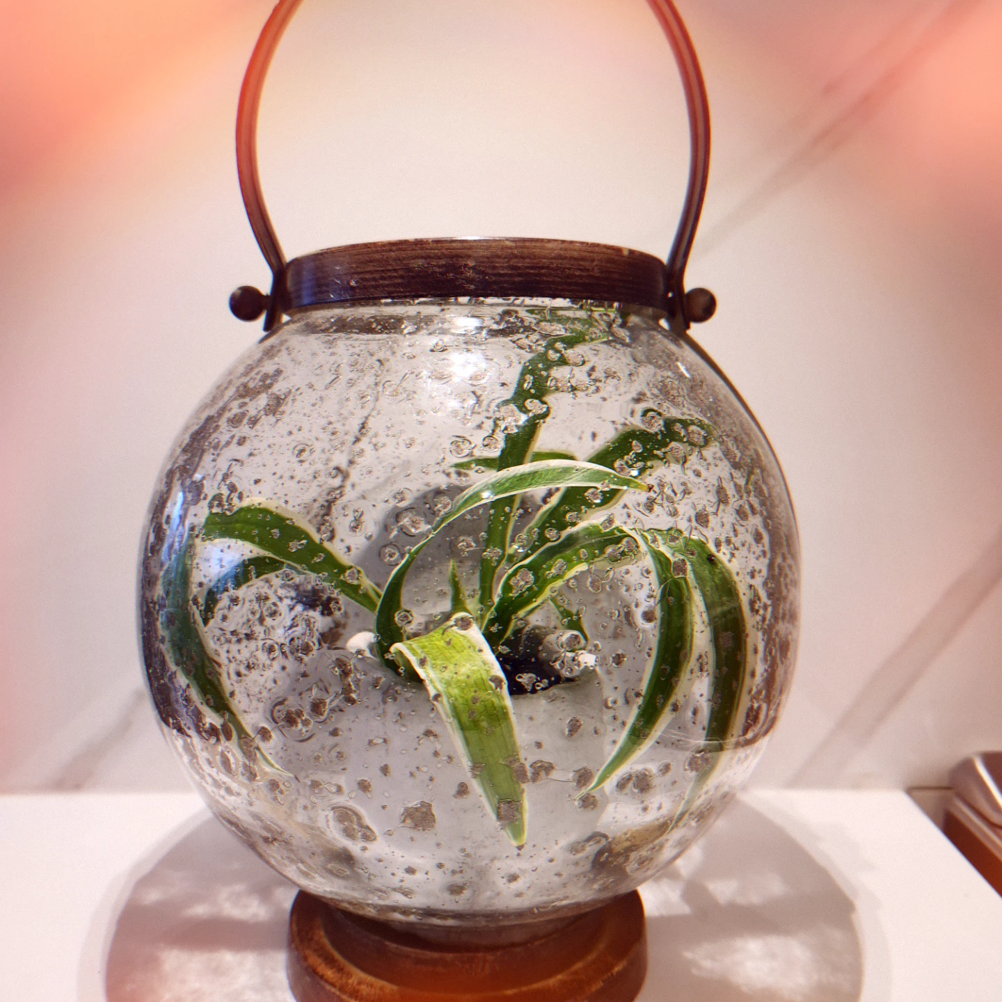Globe shaped glass planter with spider plant