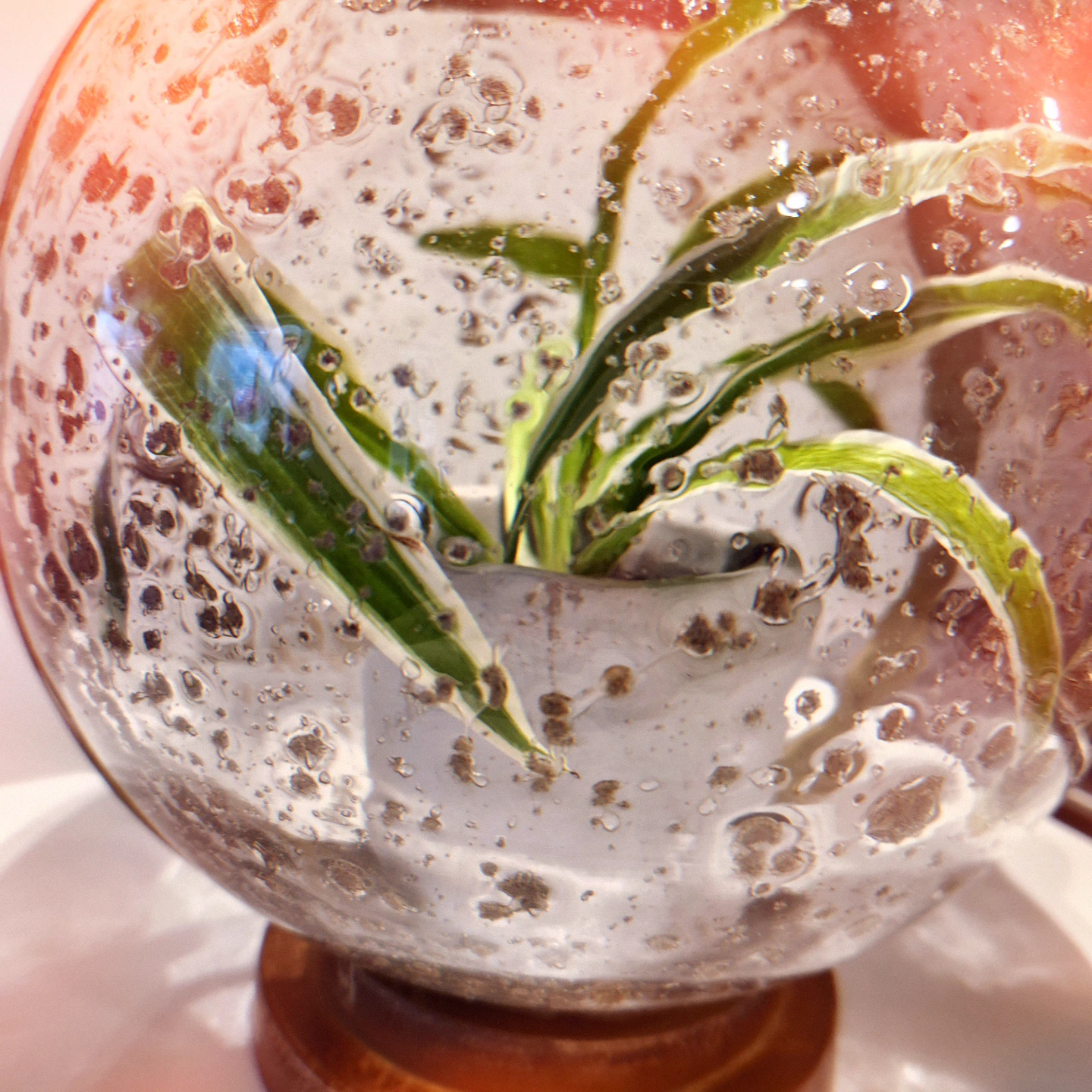 Globe shaped glass planter with spider plant - photo 2