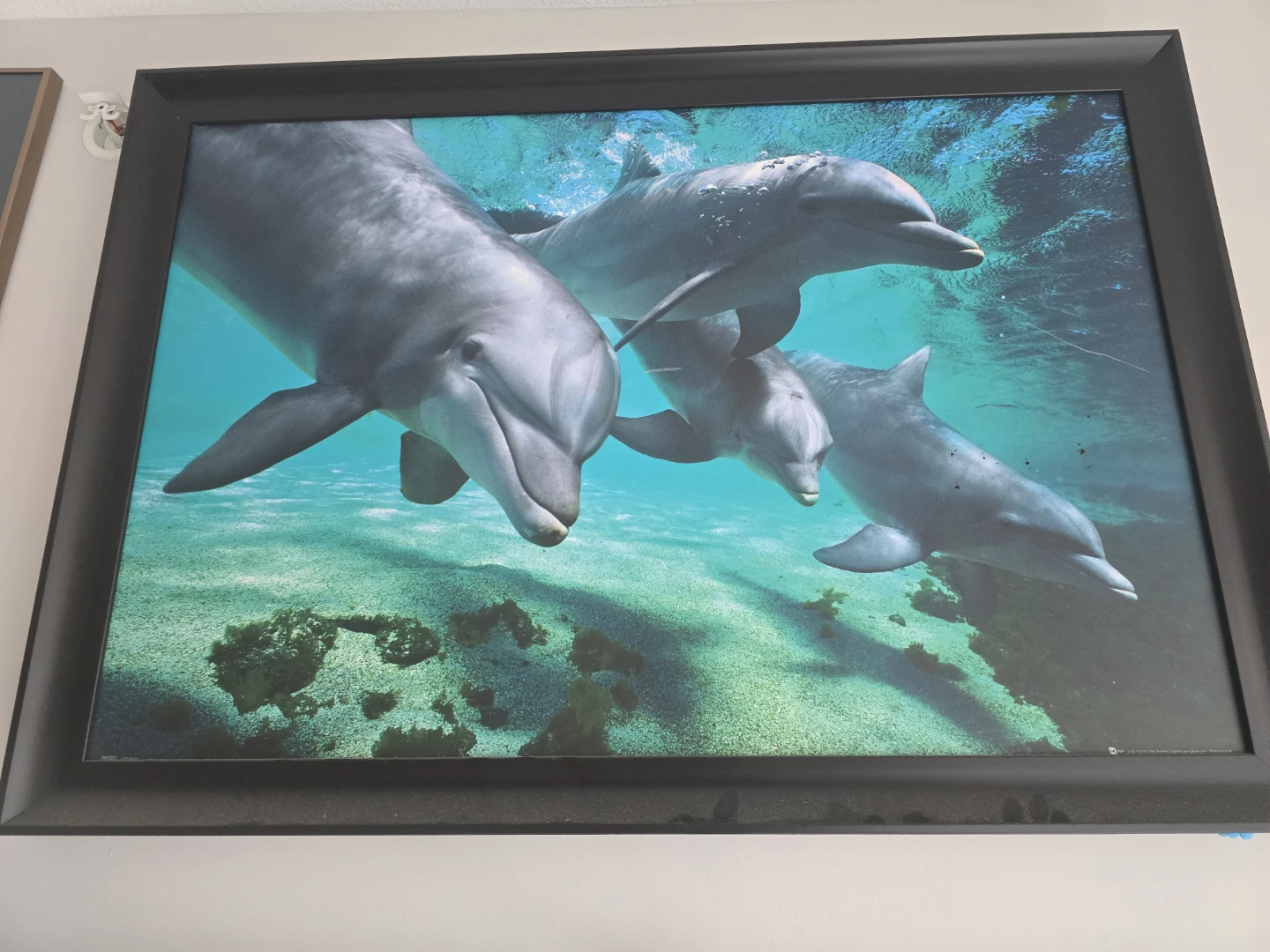 Framed Dolphin Art Print