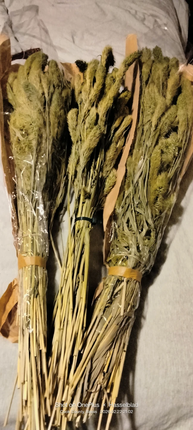 Dried Pampas Grass Stems (Set of 3)