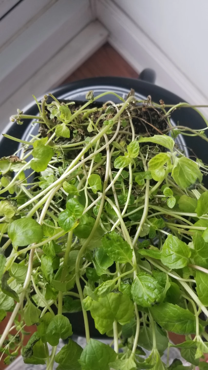 Mint Plant in Pot-(need to go asap ) - photo 2