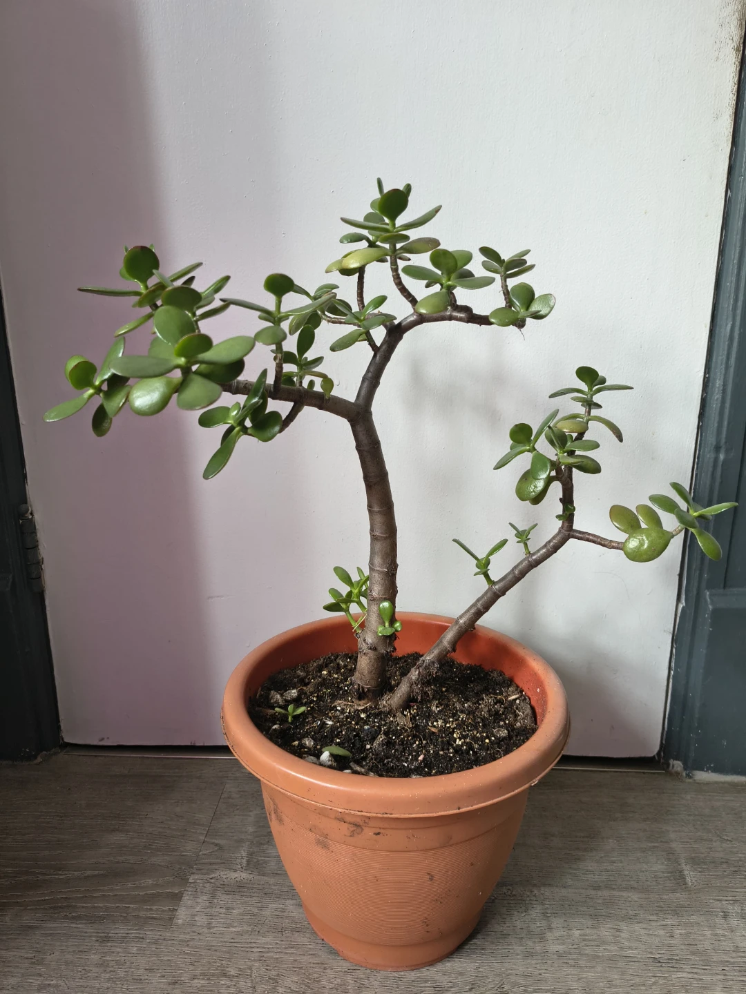Jade Plant