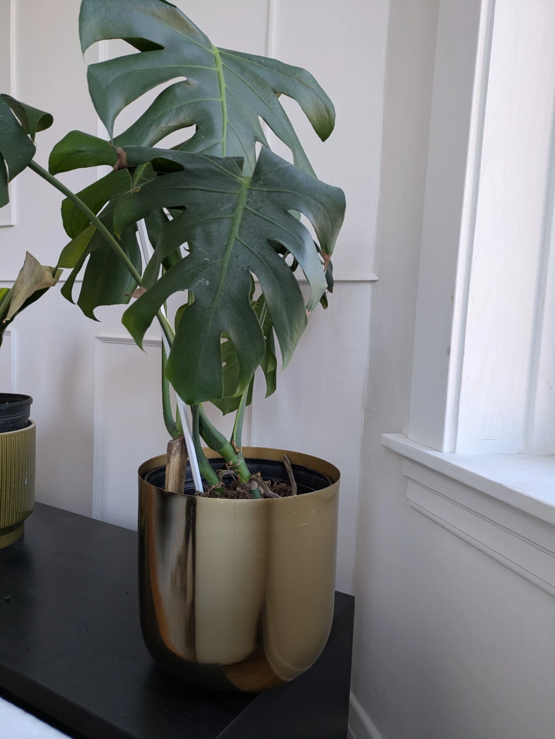 Monstera Deliciosa Houseplant in Gold Pot