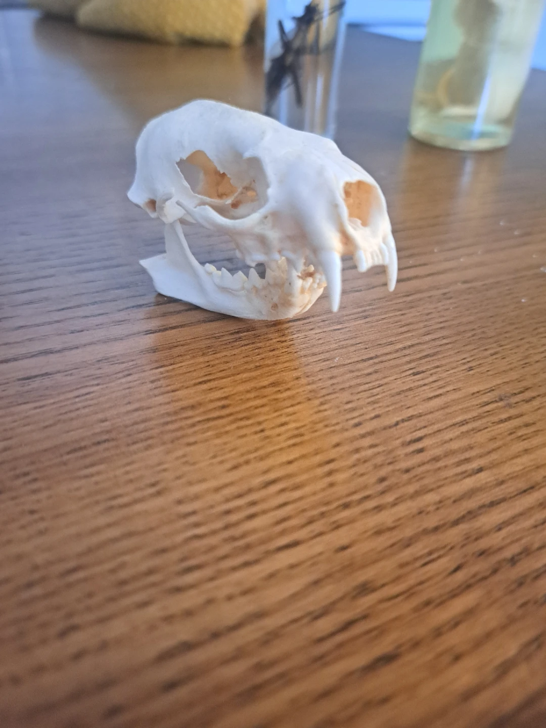 Small Animal Skull