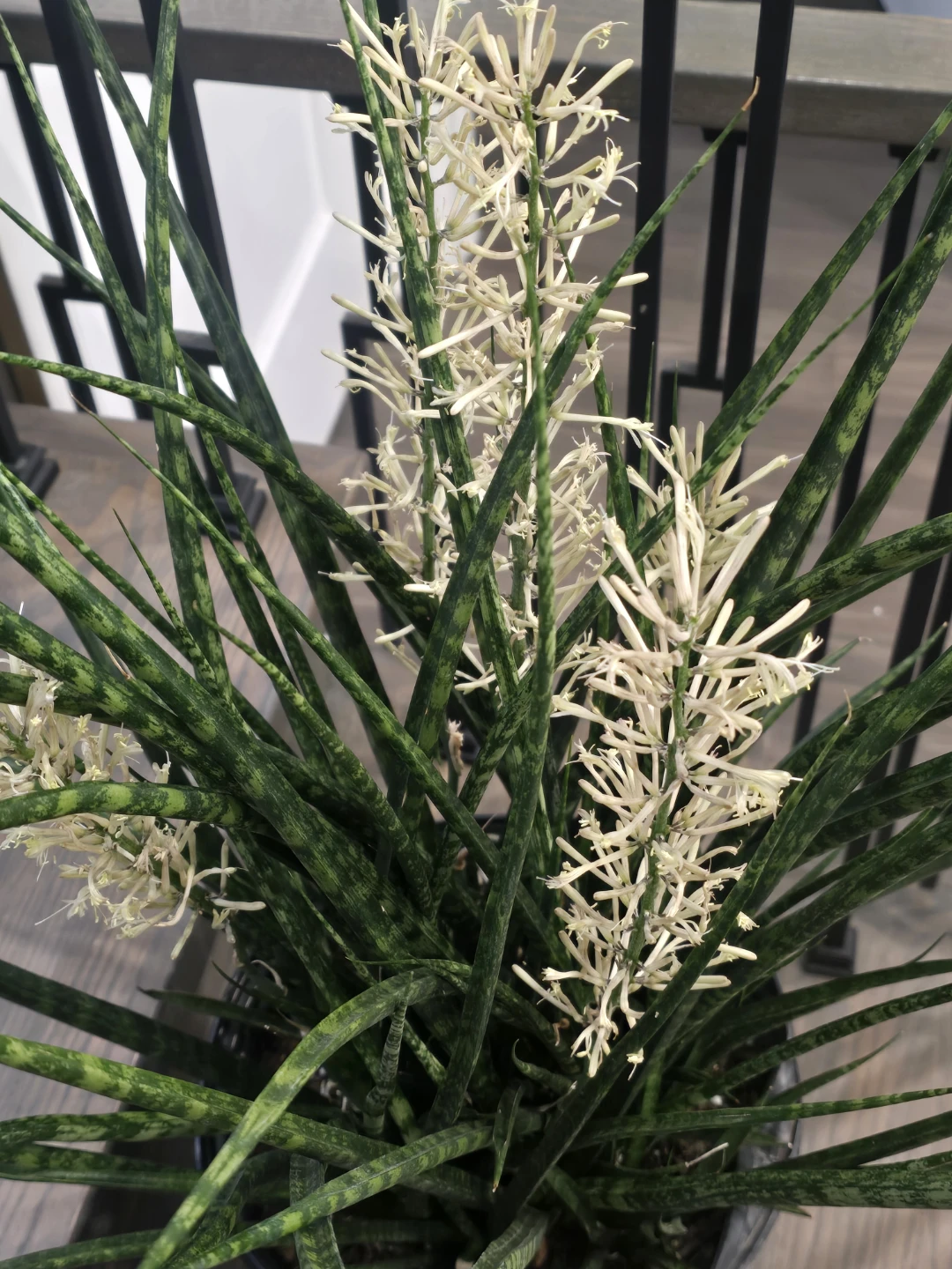 Flowering fernwood Snake Plant 10"pot full - photo 3