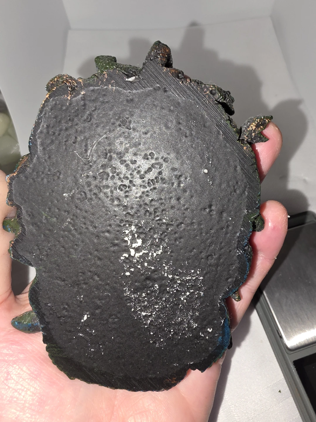 Medusa Head - photo 3