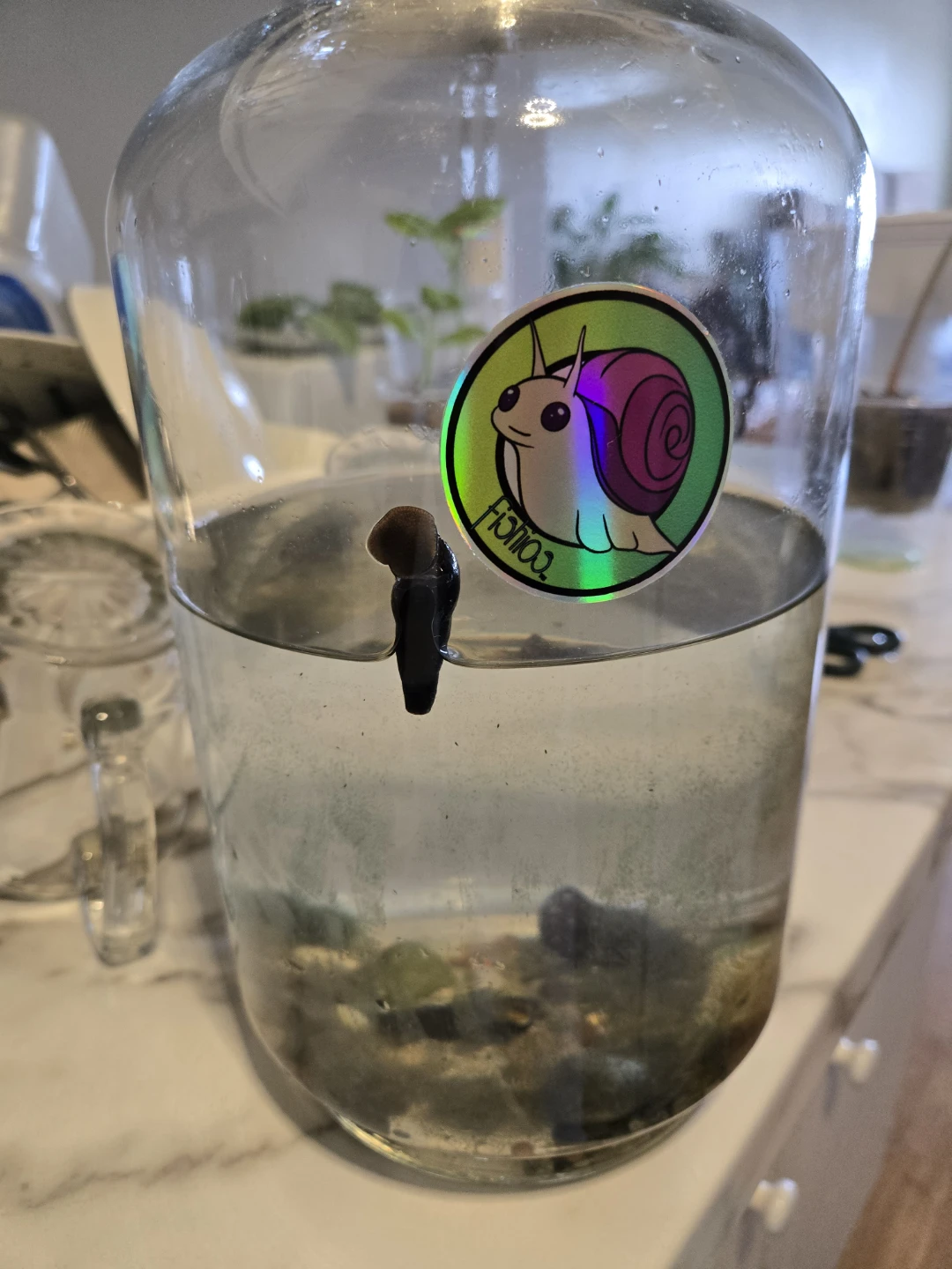 NATURAL FERTILIZER FOR PLANTS, SNAIL TANK WATER✨️💧 - photo 5