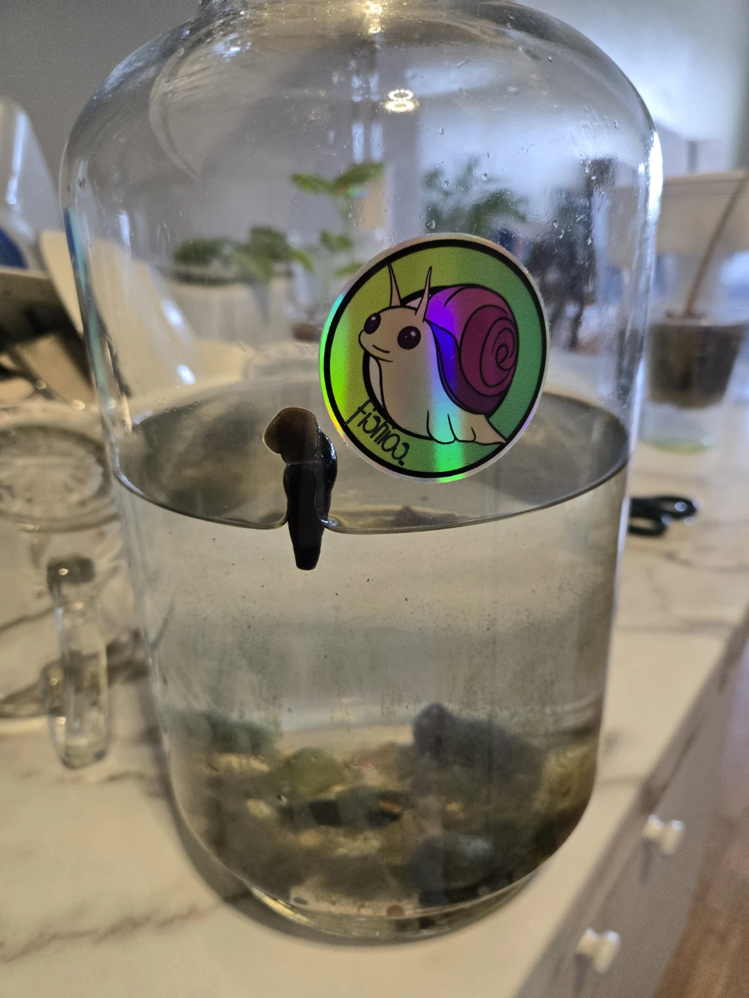 NATURAL FERTILIZER FOR PLANTS, SNAIL TANK WATER✨️💧