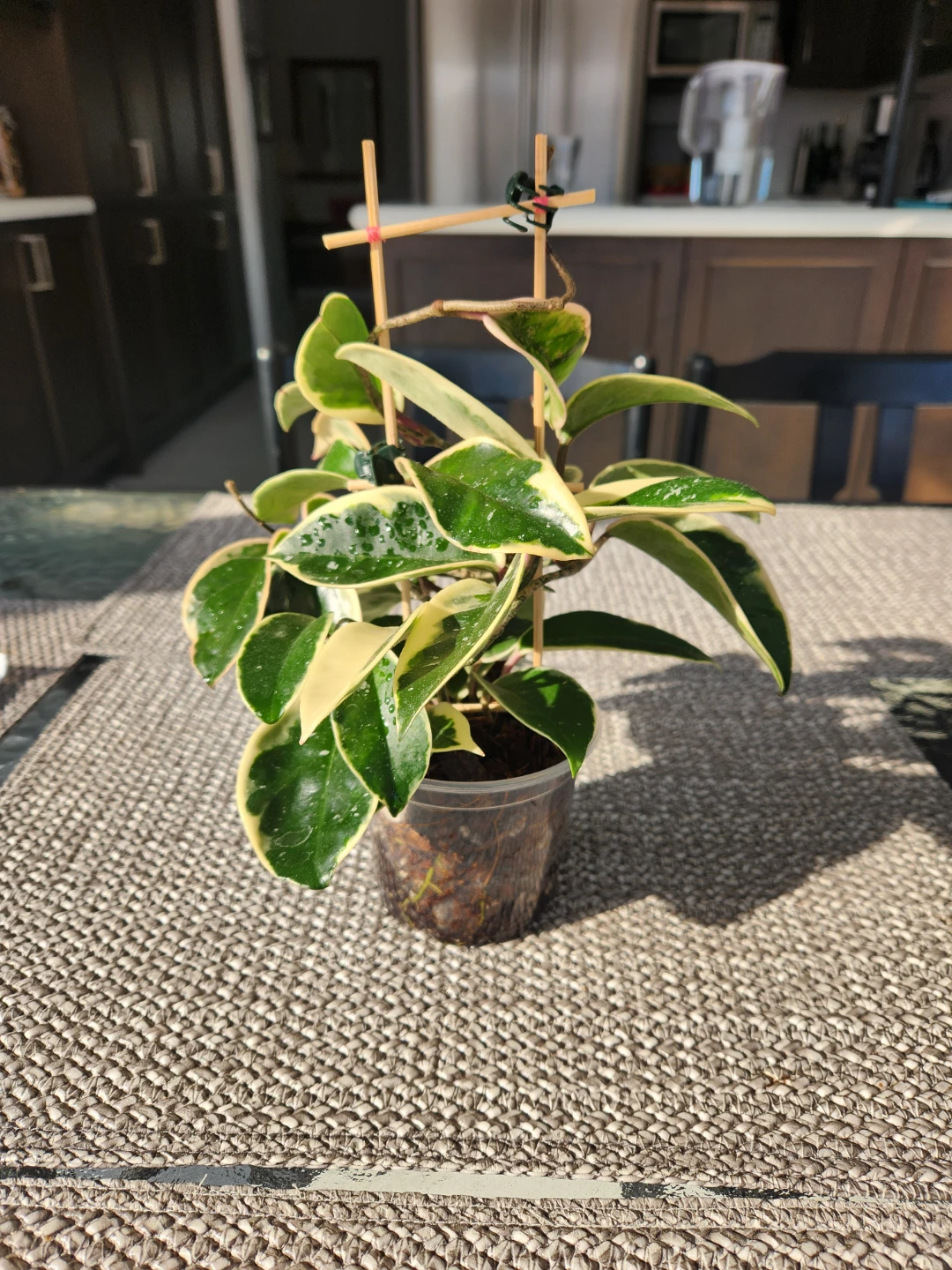 Hoya Krimson Queen on trellis