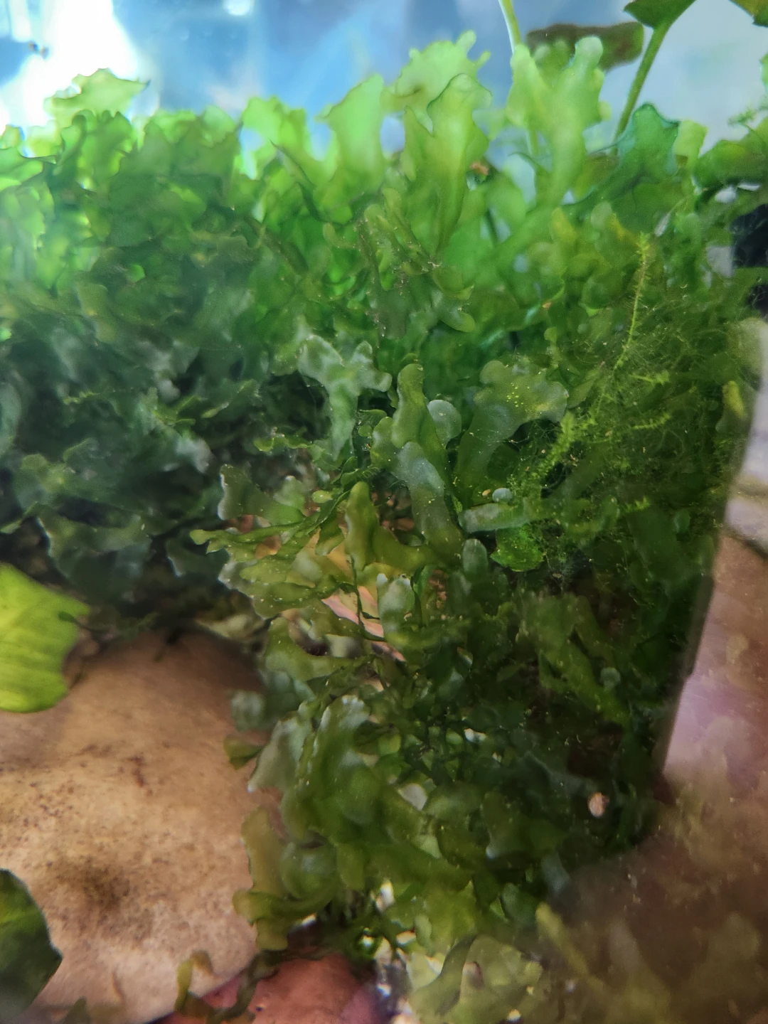 Live Aquarium Plants - photo 4