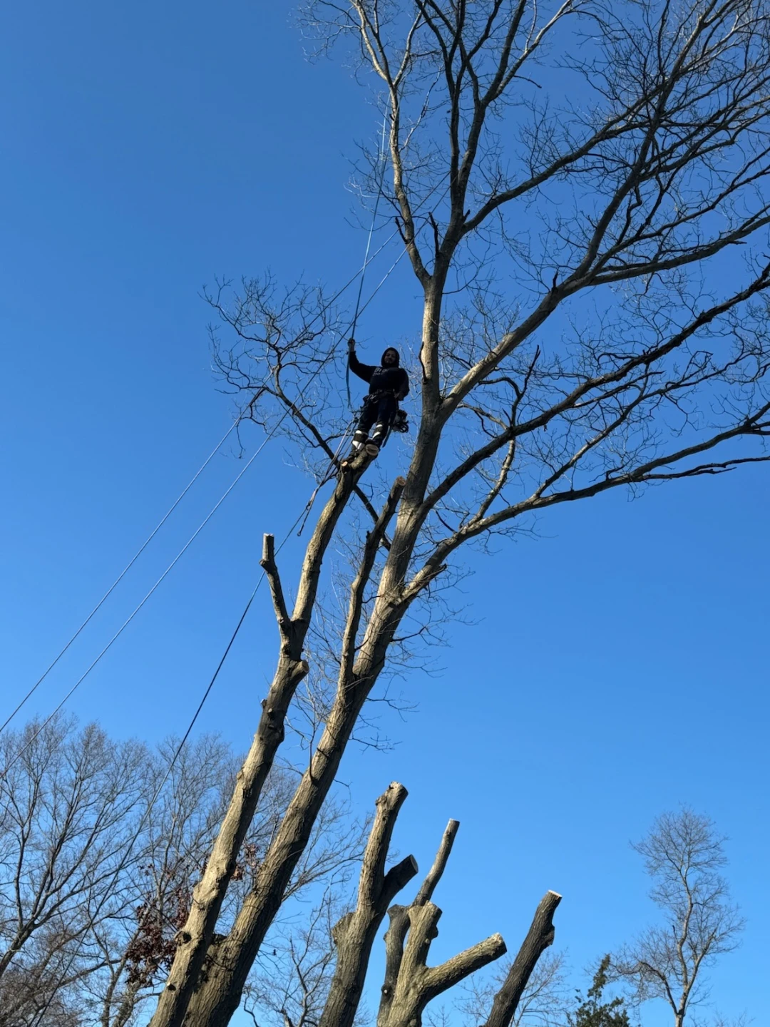 Bonill4 Tree Service - Tree Removal & Pruning - photo 2