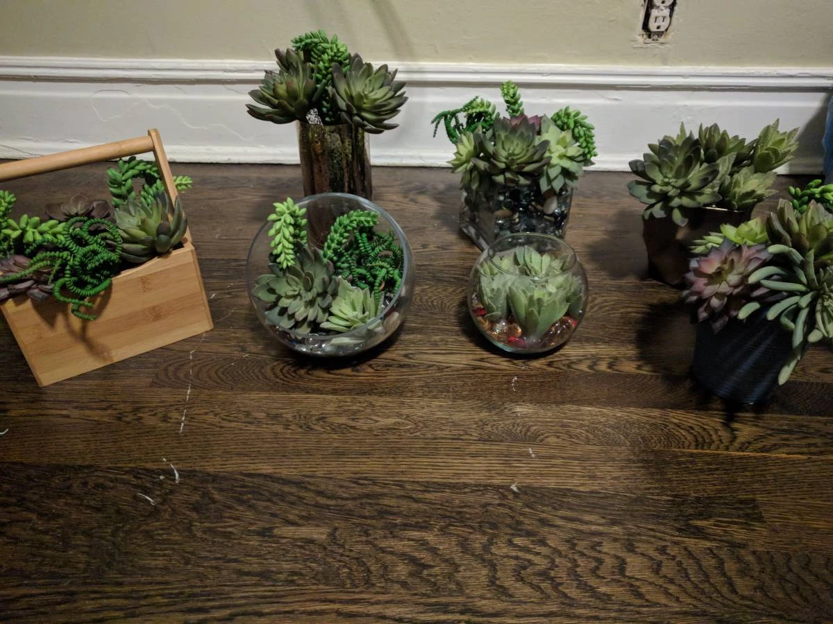 Assorted 7 Artificial Succulents in Planters - photo 2