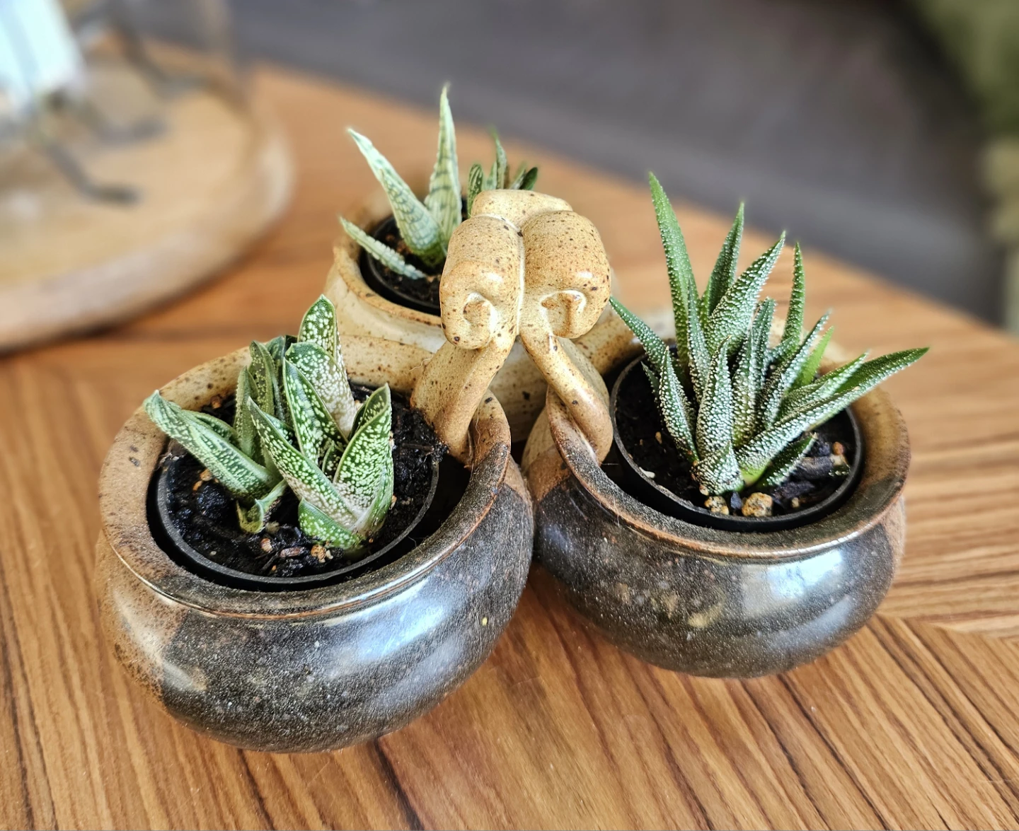 Succulent arrangement - photo 2
