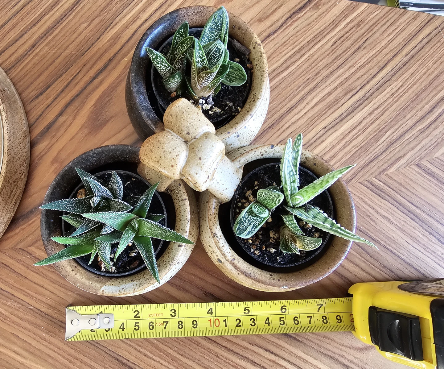 Succulent arrangement - photo 3