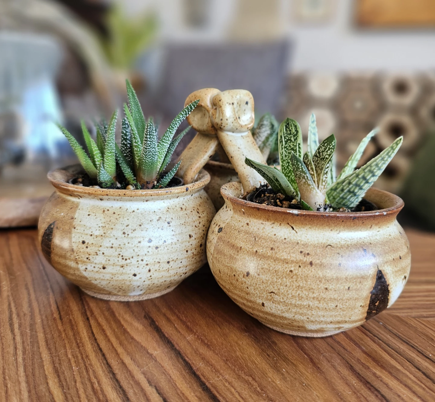 Succulent arrangement - photo 4