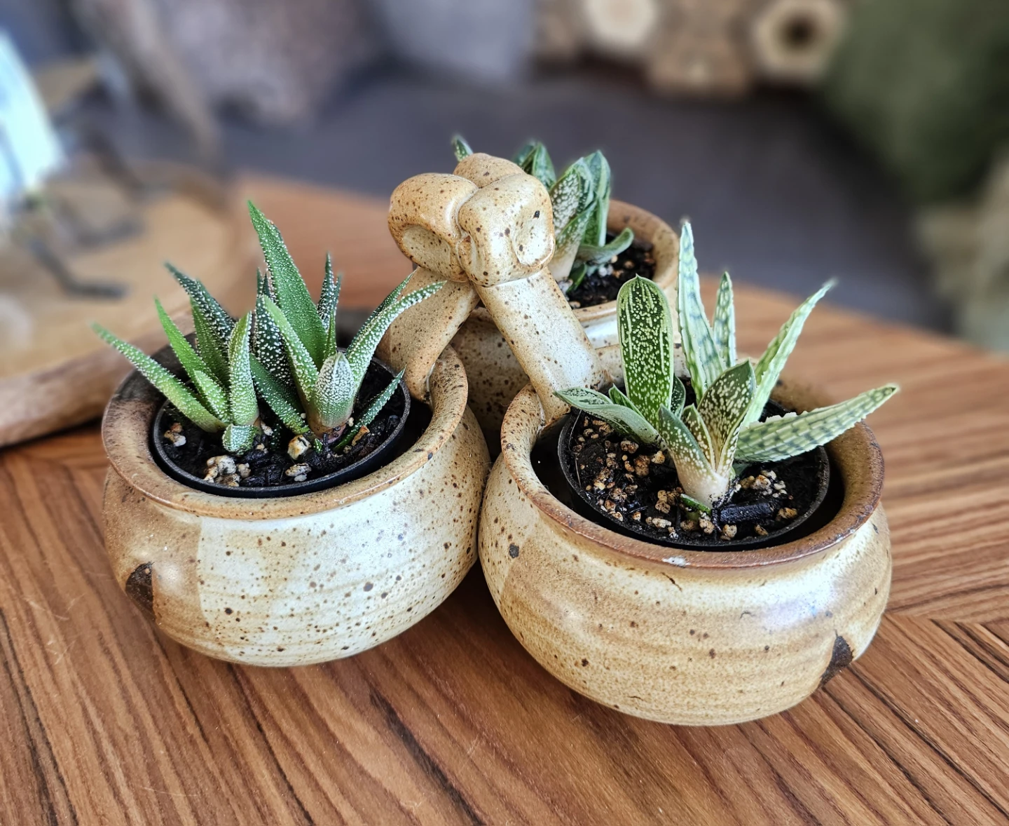 Succulent arrangement - photo 5