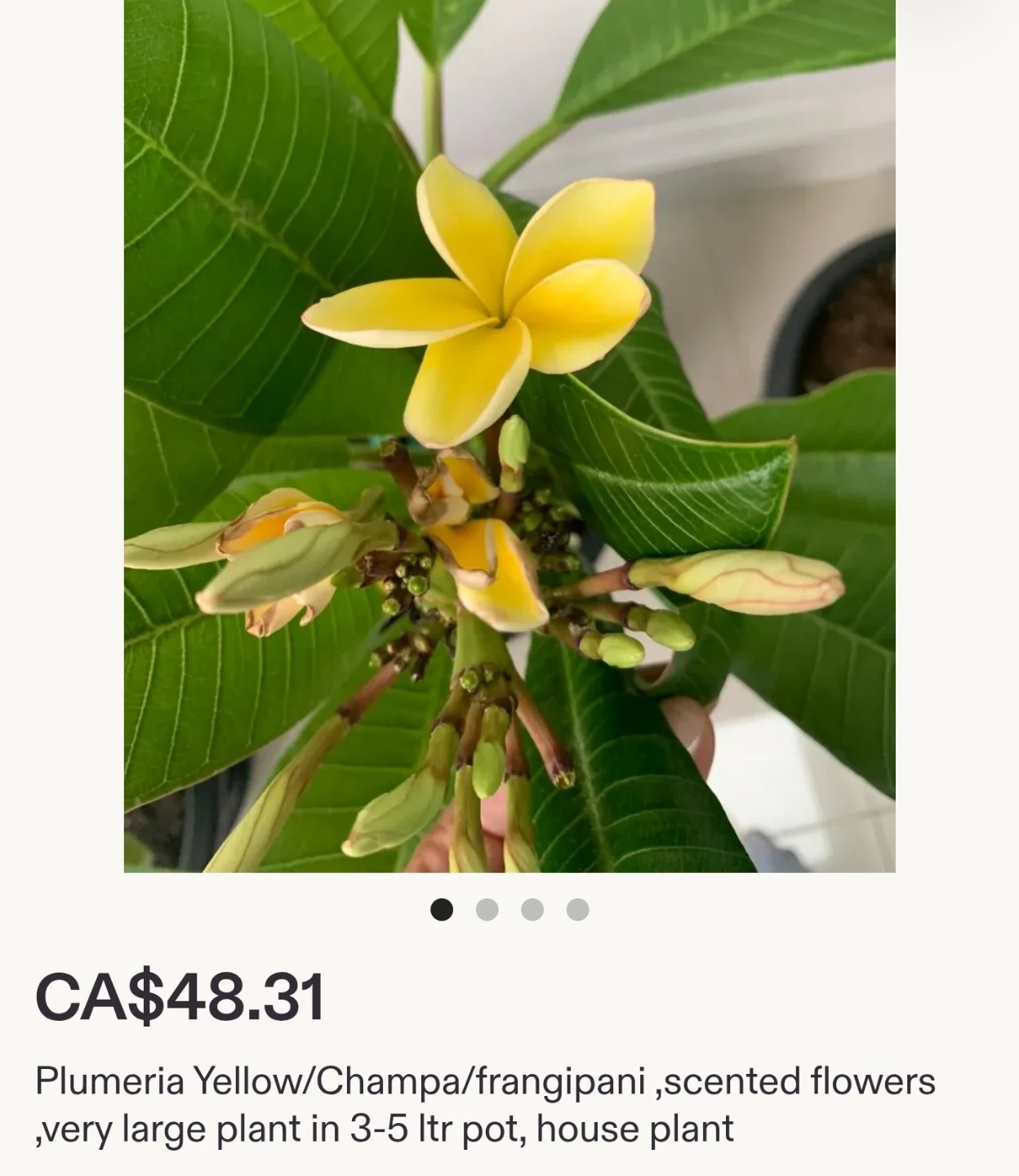 Plumeria Cutting Yellow/Champa/Frangipani Scented Flowers Plant