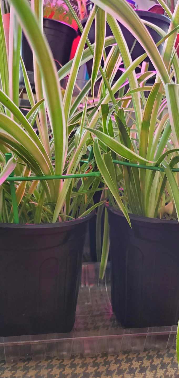 Spider Plant - photo 3