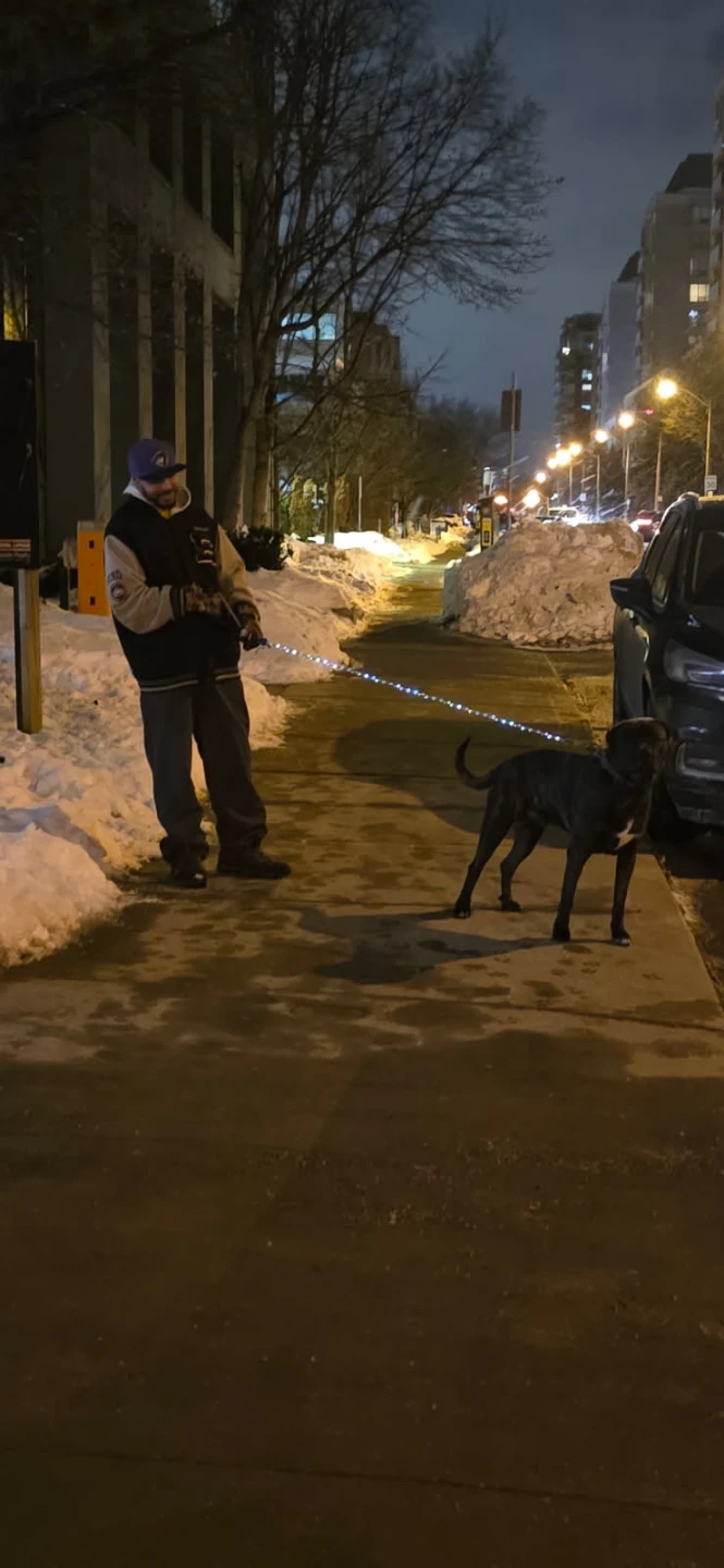 Dog Walker/Dog Jogger Midtown - photo 4