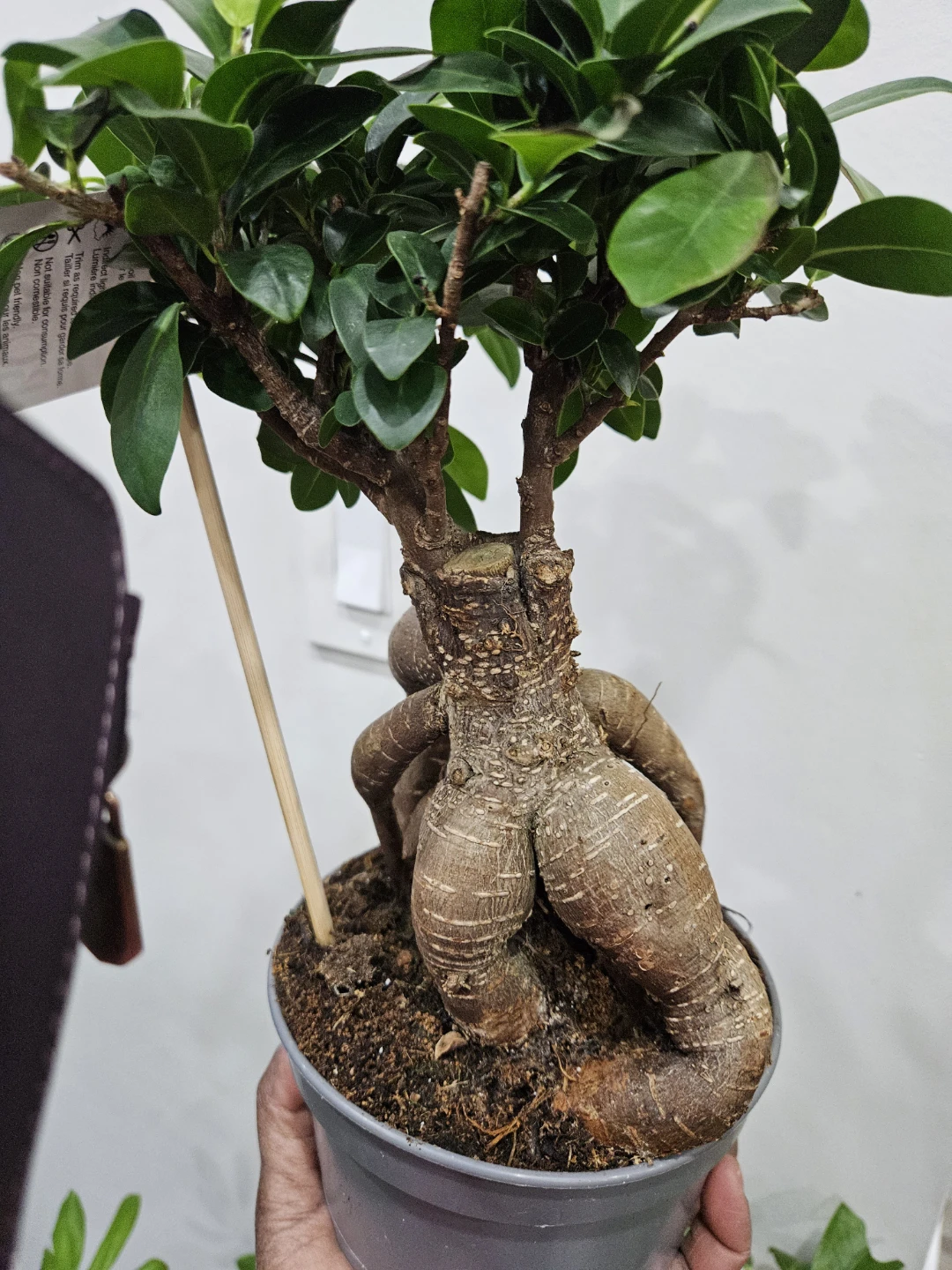 Ficus Retusa Bonsai Tree🏆 - photo 5