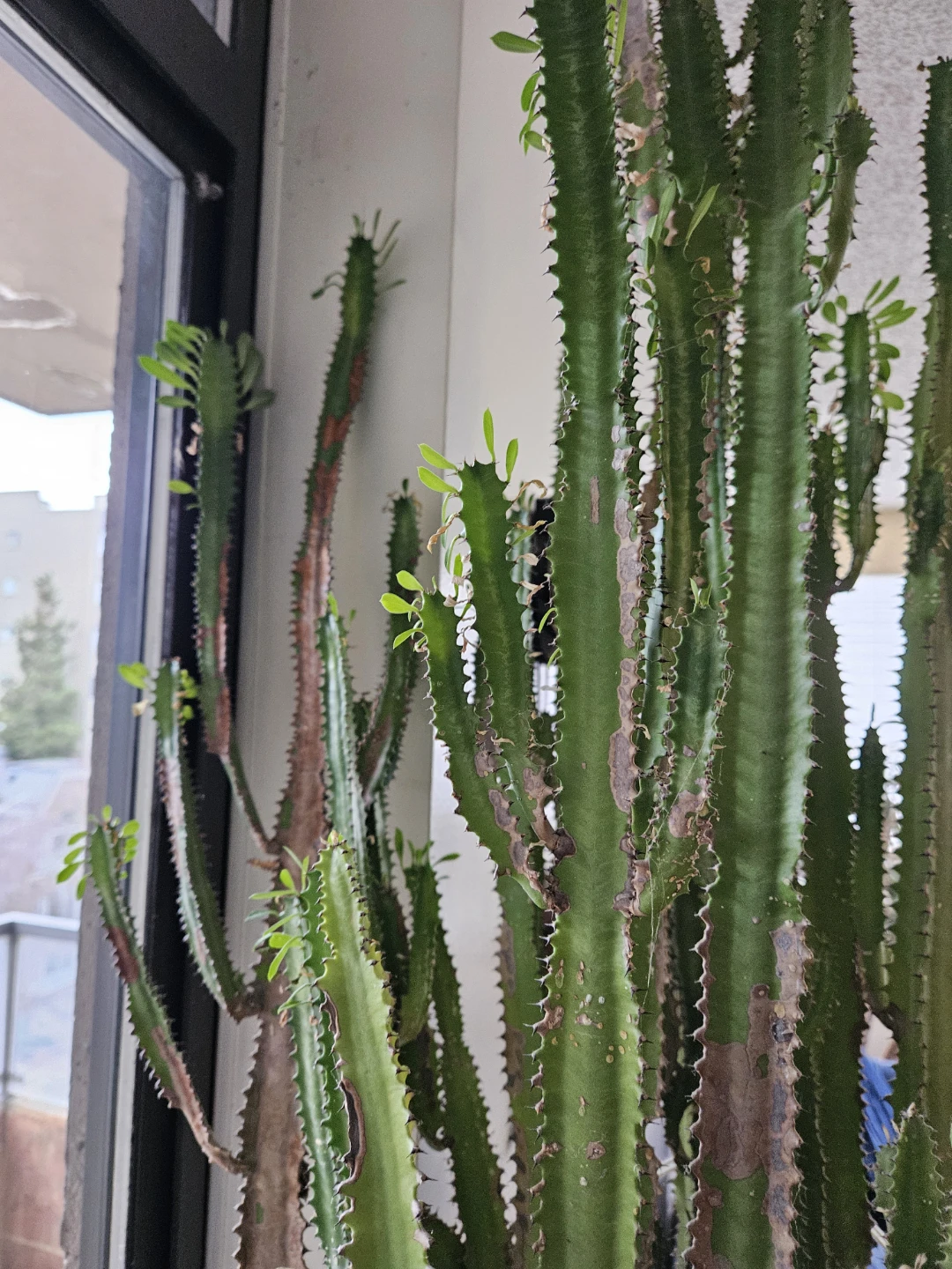 BIG beautiful PLANTS