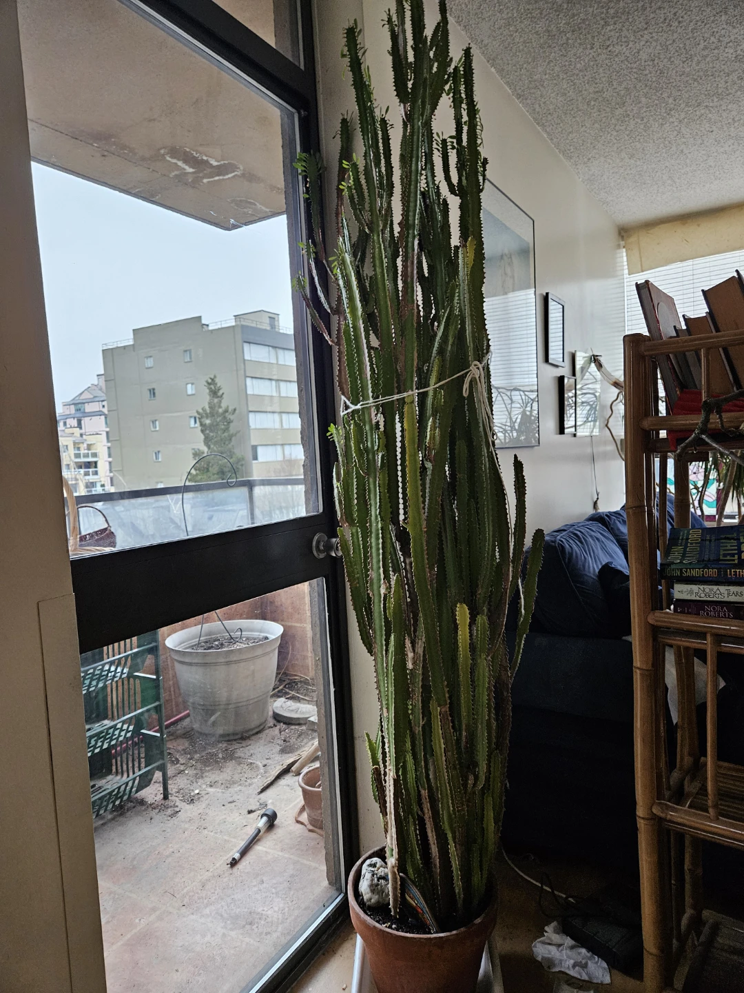 BIG beautiful PLANTS - photo 2