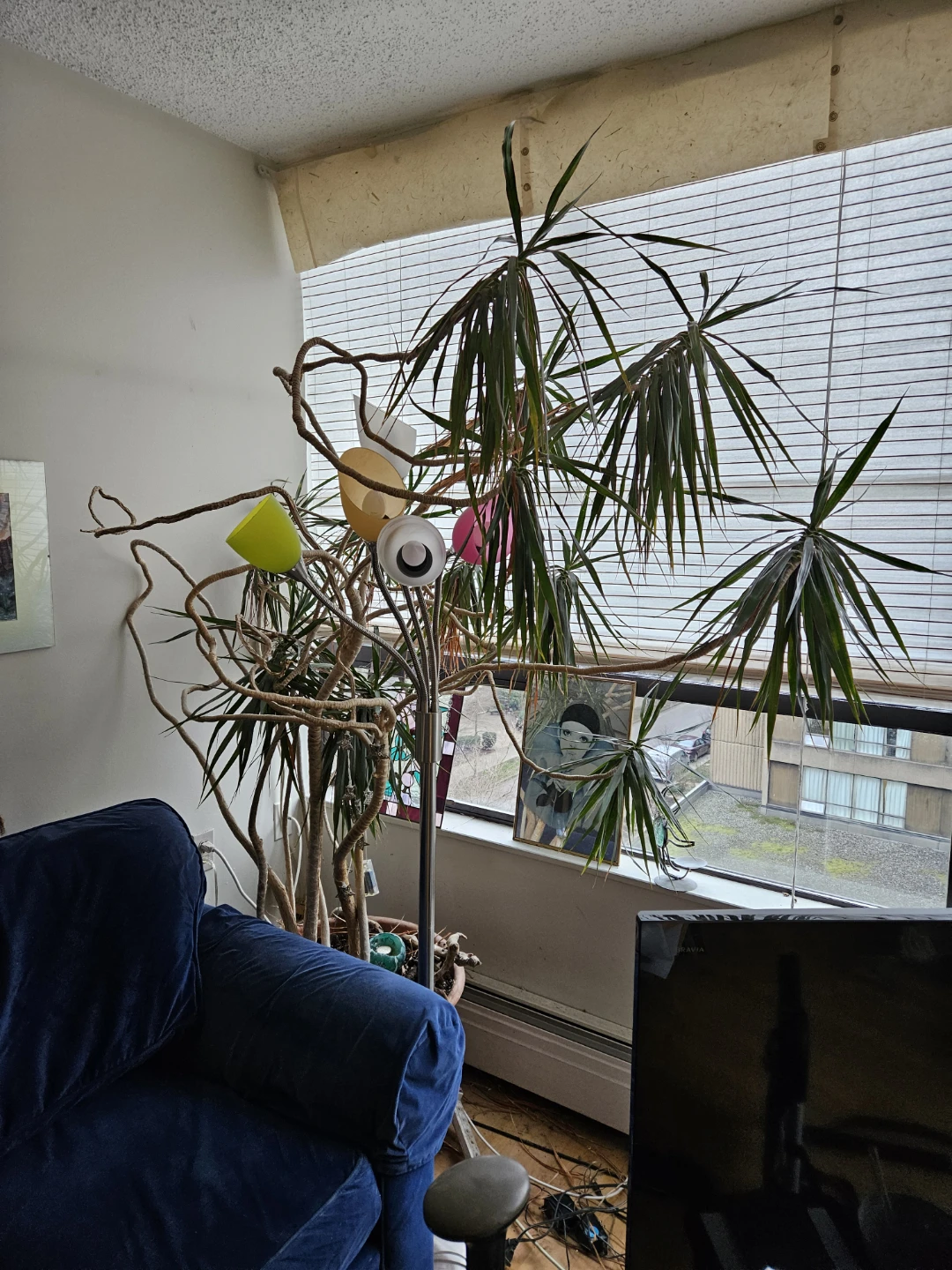 BIG beautiful PLANTS - photo 4