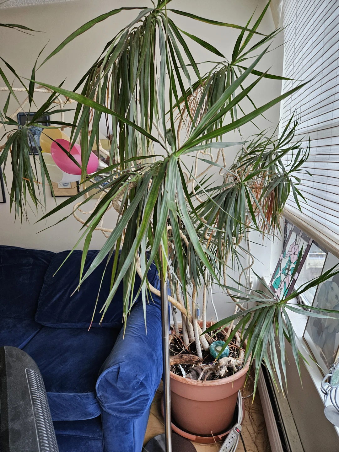 BIG beautiful PLANTS - photo 5