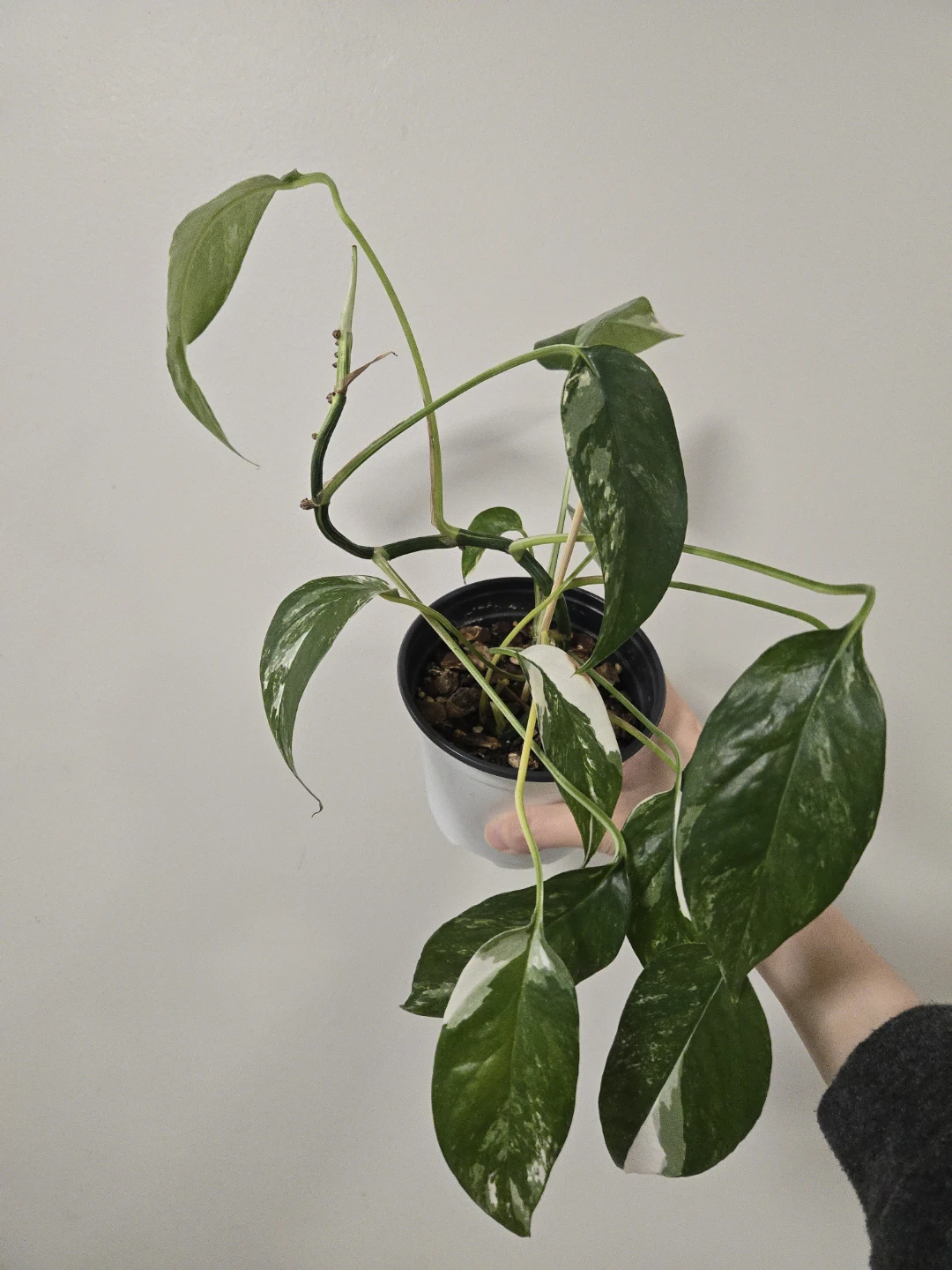 Epipremnum pinnatum albo in 4.3"pot