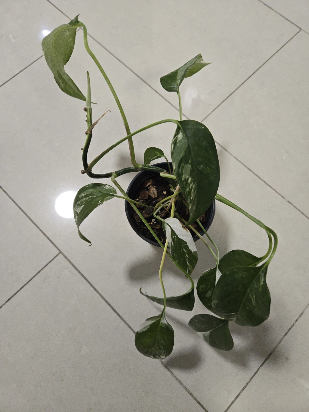 Epipremnum pinnatum albo in 4.3"pot - photo 2