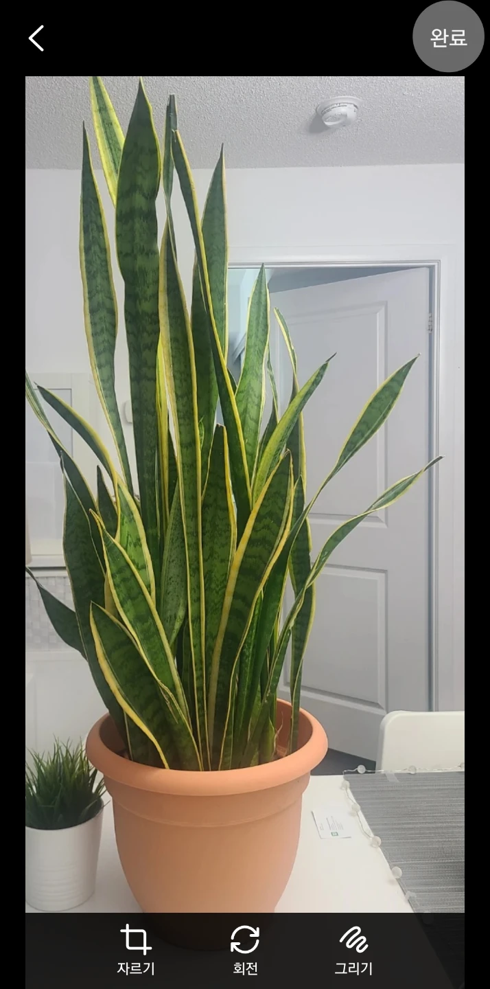 Extra Large Snake Plant - 47"