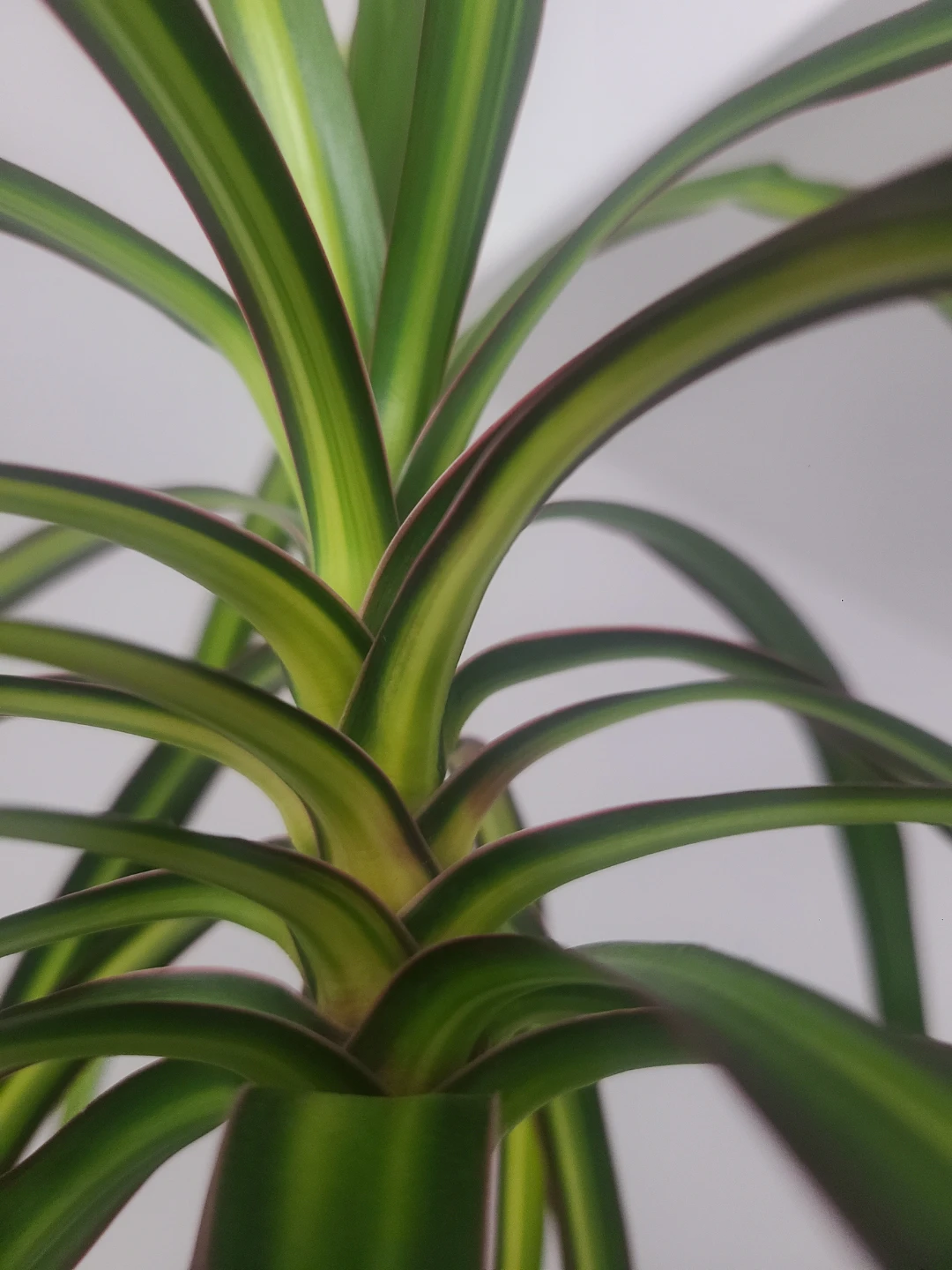 Large Dracaena Marginata Plant