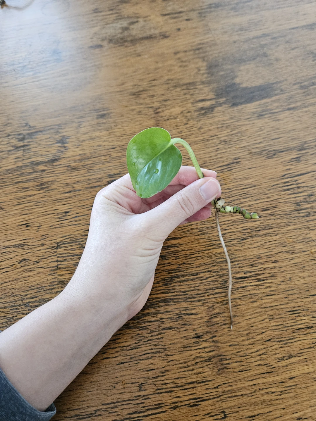 Pothos Cutting with long root 🧡