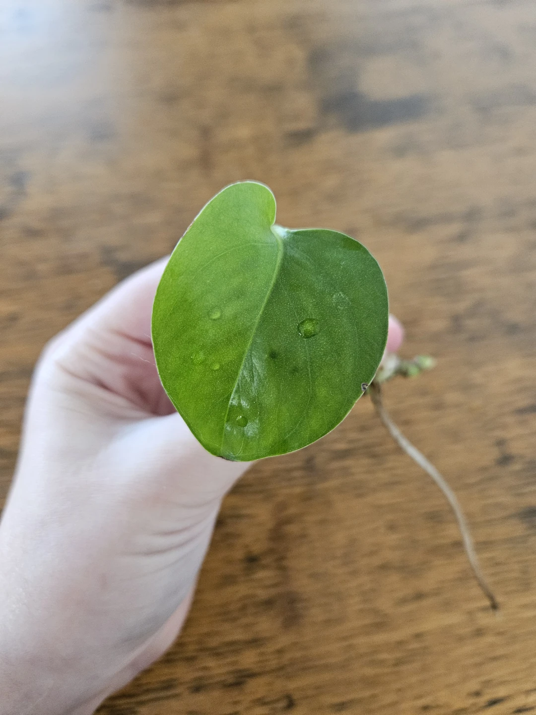 Pothos Cutting with long root 🧡 - photo 3