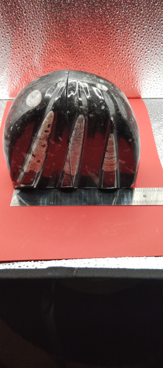 Fossil Ammonite Bookends - photo 4