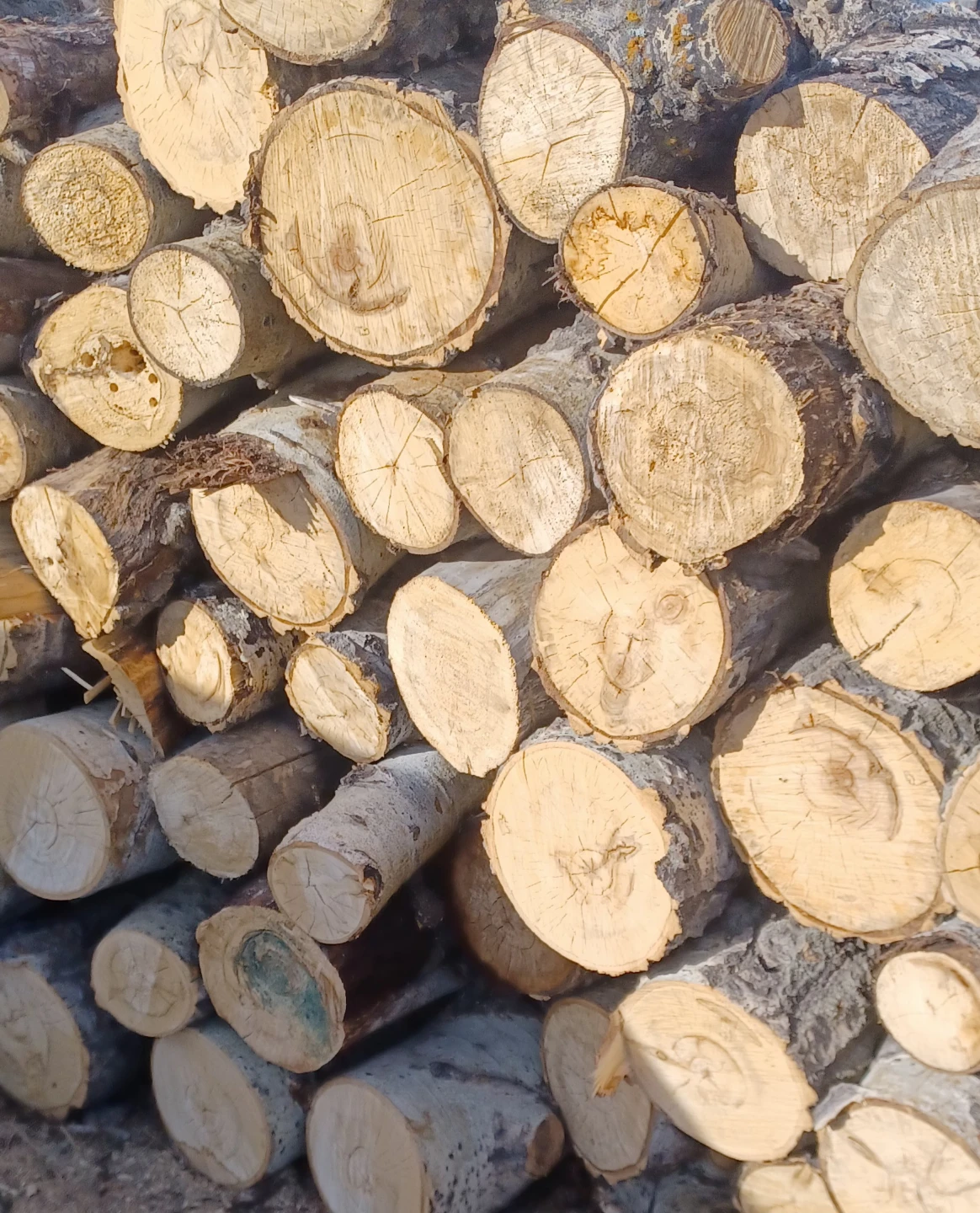 FIREWOOD - photo 3
