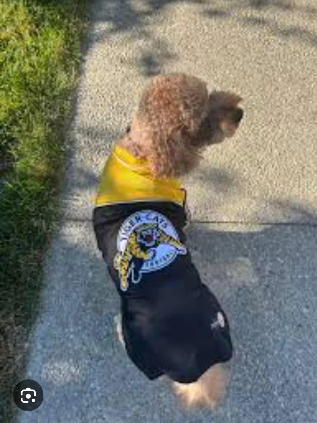 Hamilton Tiger-Cats Dog Jersey - photo 4