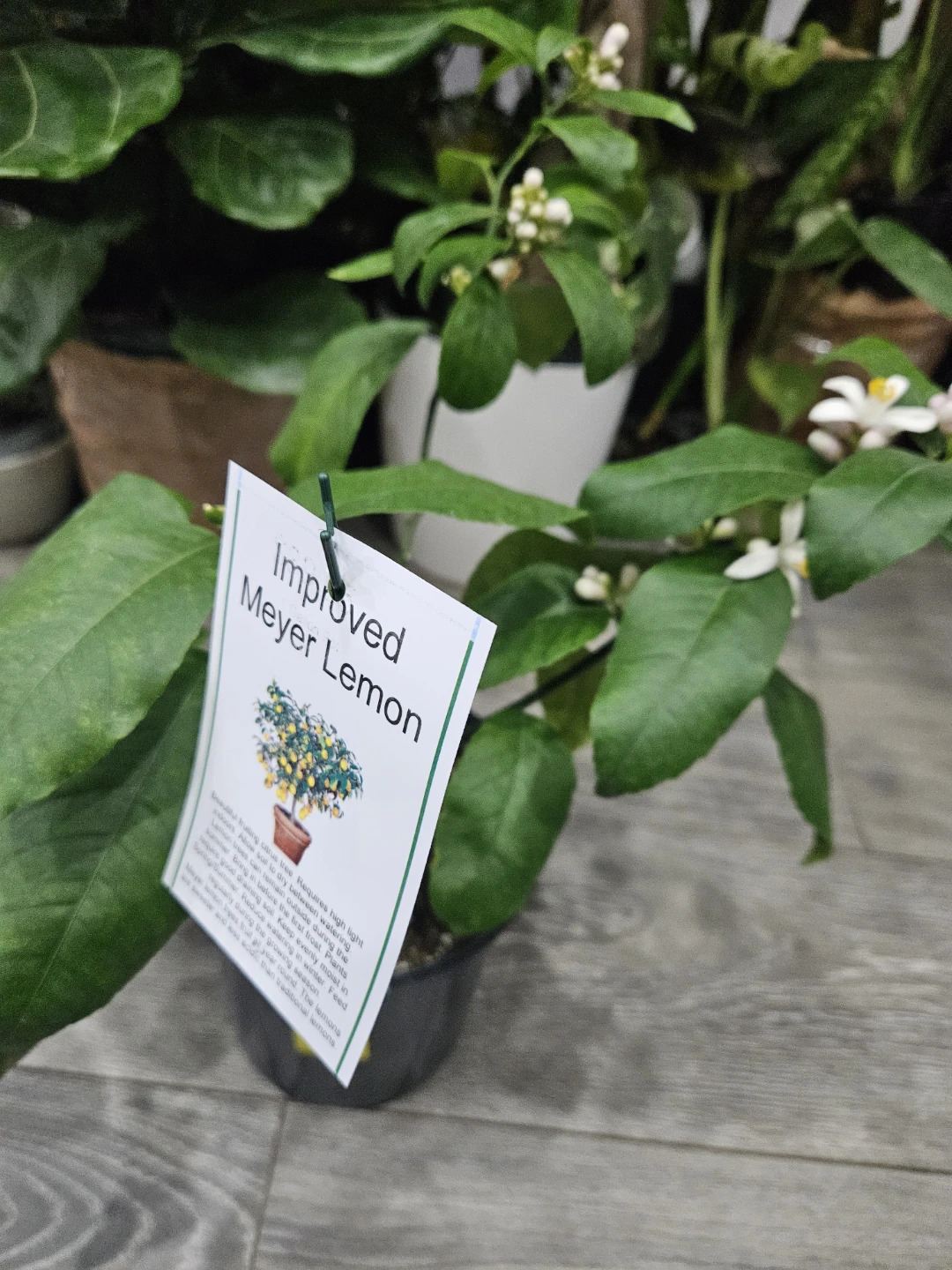 Improveemd meyer lemo Tree in 1gallon pot - photo 4