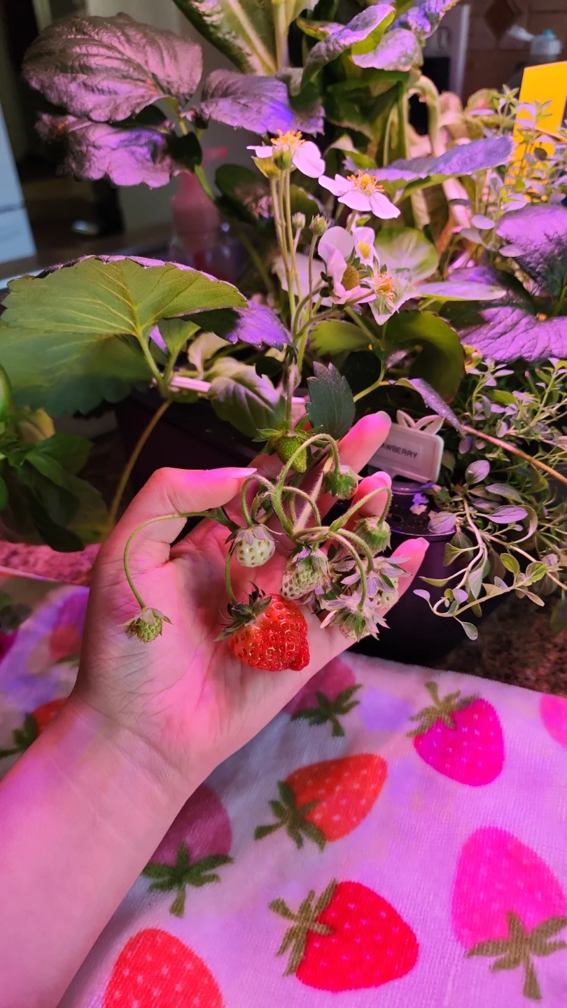 Smart Indoor Garden Hydroponic System - photo 5