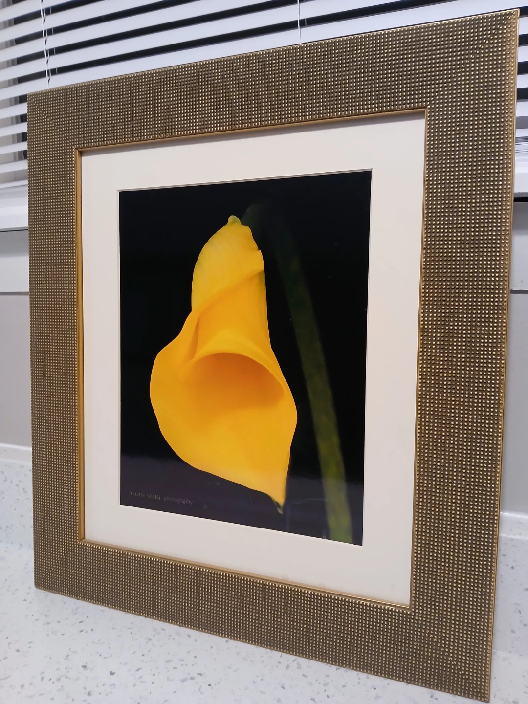 Allan Selig "Yellow Calla Lily" gold Framed Photography art - photo 4