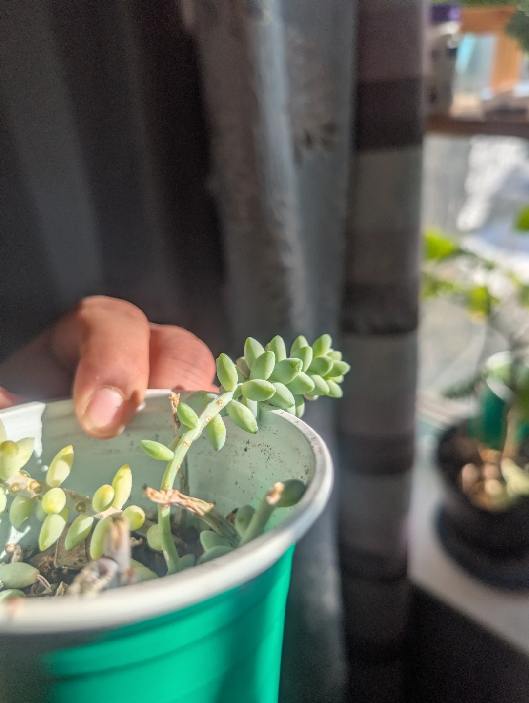 Sedum morganianum (Burro's Tail) Succulent Cutting 🏆 - photo 2