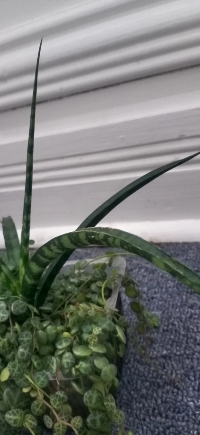 Snake Plant and String of Turtles Plant Combo