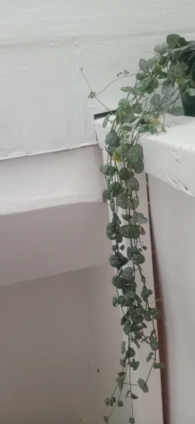 String of Hearts Plant