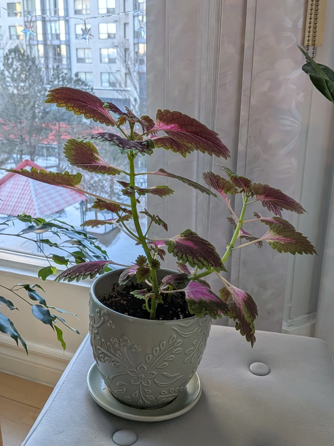 Potted Coleus Plant