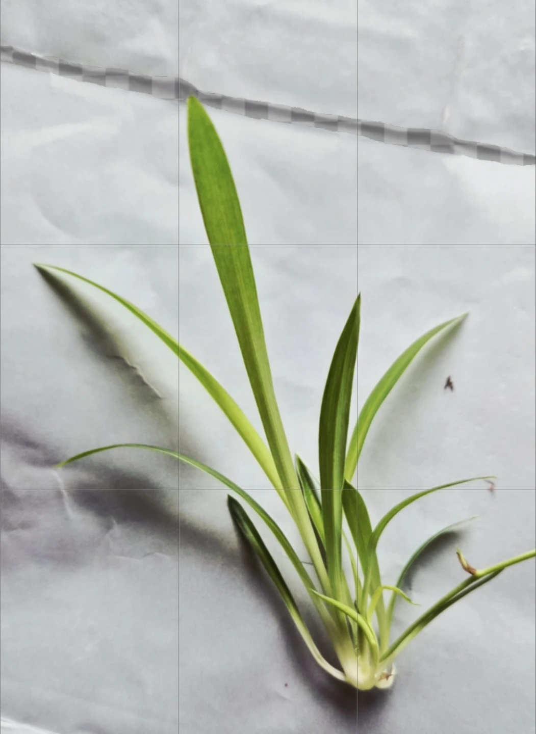 Spider plant