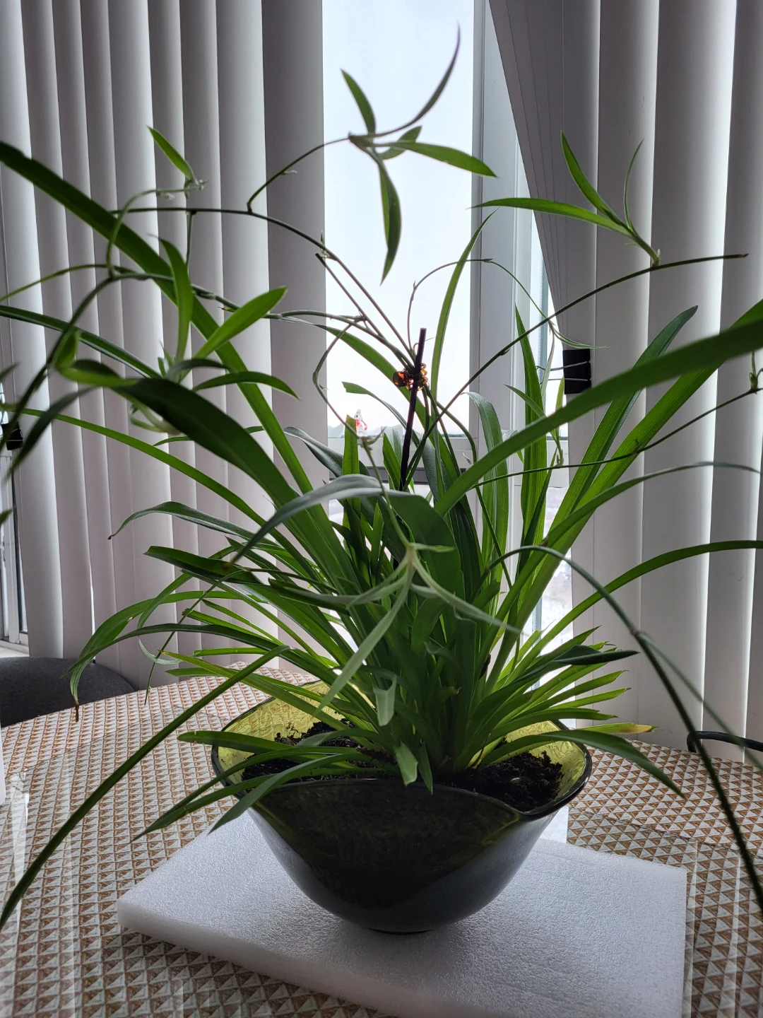 Spider Plant in Pot - photo 2