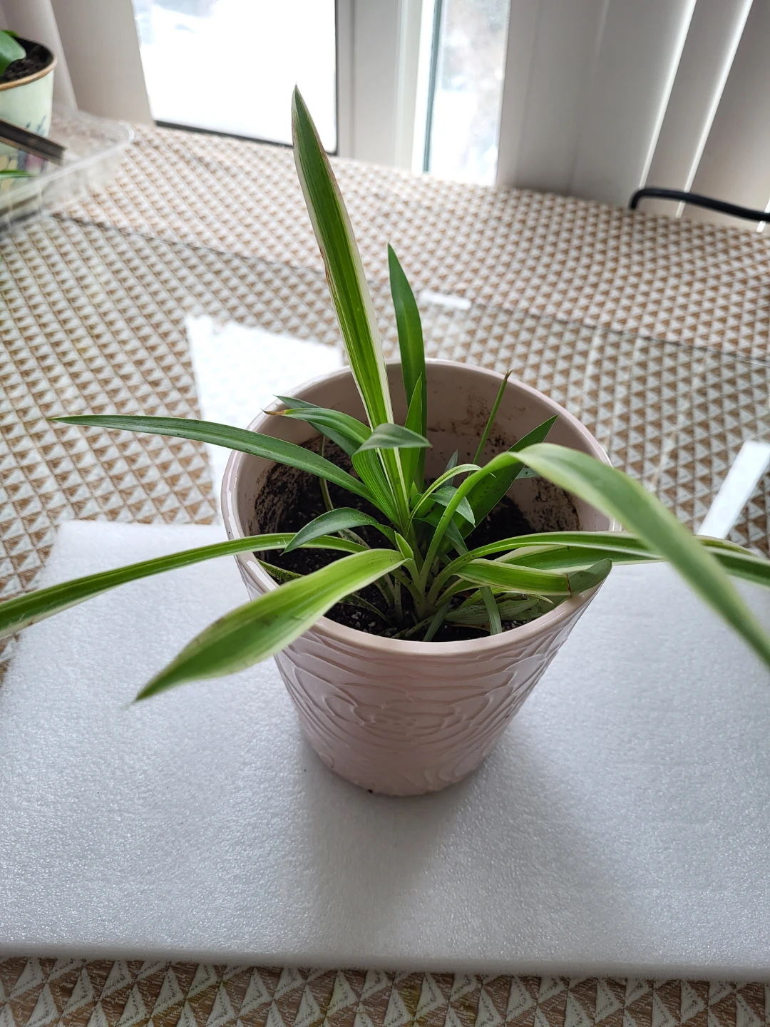 Spider Plant in Decorative Pink Pot