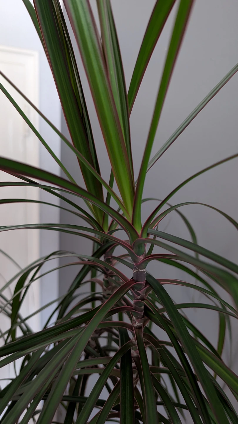 Dracaena Plant in Black Pot - photo 2